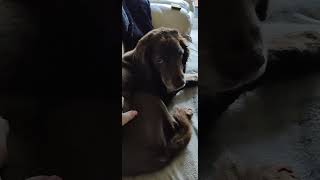 SPROCKER FUSS AND CUDDLES CHOCOLATE SPROCKER SPANIEL [upl. by Melisa]