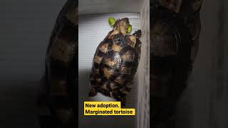 Marginated tortoise tortoisecare marginatedtortoise tortoise [upl. by Naitsirk]