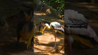 Sushi the shoebill stork walking [upl. by Enaitsirk]