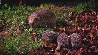 Adventures of a hedgehog family [upl. by Messab]