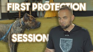 Presa Canario Protection Assessment [upl. by Beasley]