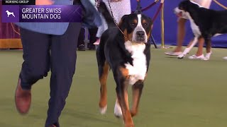 Greater Swiss Mountain Dogs  Breed Judging 2024 [upl. by Laenahtan]