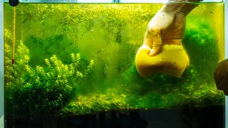 How to Get Rid of Aquarium Algae​  Causes Different Types amp Algae Eaters [upl. by Eaton]