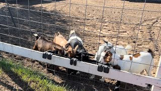 We added FIVE Fainting Goats [upl. by Abdel]