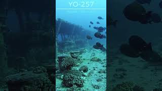 Surgeonfish Cloud on the YO fish scuba ocean hawaii oahu diveoahu wreckdiving [upl. by Brogle]