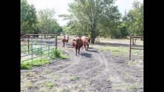 Texas Ranch For Sale [upl. by Vassili]