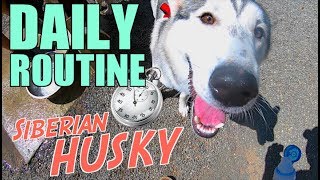 Daily Routine Of A Siberian Husky  What My Dog Does All Day [upl. by Hsreh599]