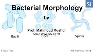 Classification and Morphology of Bacteria [upl. by Raleigh140]