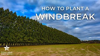 How to Plant a Wind Break [upl. by Ulane663]