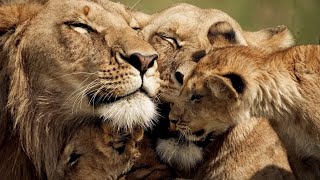 The Strongest LION PRIDE in Luangwa Valley  National Geographic Documentary 2020 Full HD 1080p [upl. by Adnorahs]