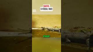 Conheça o Gavial Nosso Fóssil Vivo [upl. by Pega355]