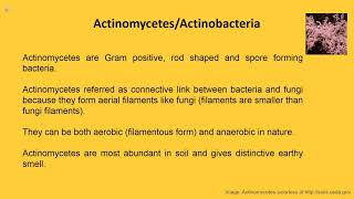 Overview Actinomycetes [upl. by Vacuva]