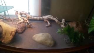 72 gallon bow front reptile initial setup [upl. by Nawat]