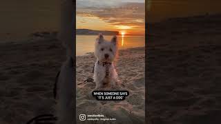 When someone says its just a dog  Westie dog shorts [upl. by Nair]