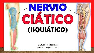 🥇 NERVIO CIÁTICO ISQUIÁTICO Anatomía ¡Explicación Rápida y Sencilla [upl. by Oivat]