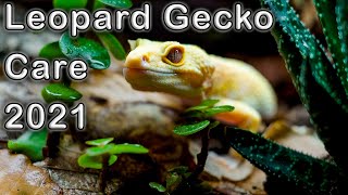 Leopard Gecko Complete Care Guide 2021 [upl. by Eirroc338]