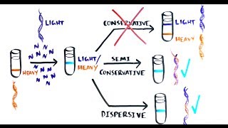 THE MOST BEAUTIFUL EXPERIMENT IN BIOLOGY Meselson amp Stahl The SemiConservative Replication of DNA [upl. by Lipsey]