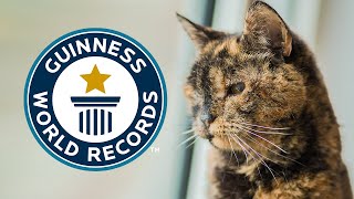 Oldest Living Cat  Guinness World Records [upl. by Delahk169]