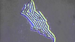 Bacterial growth under the microscope Rate My Science [upl. by Aivatan]