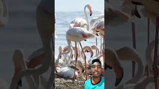 Bohut sare bird ek saath 😍😍😍🤩🤩🤩 birds flamingo animals nature shorts [upl. by Occor]