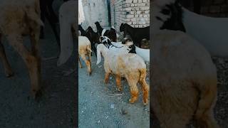 Goats Group shorts viral animals youtubeshorts goat [upl. by Mitchael]