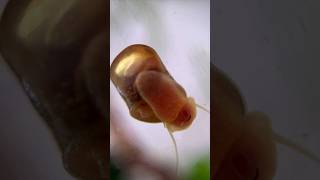 Fascinating Ramshorn Snail Aquarium [upl. by Ylek531]