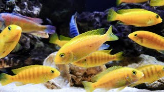 Loads Of Yellow In This Malawi Mbuna Cichlid Tank [upl. by Treb147]