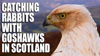 Catching Rabbits with Goshawks in Scotland [upl. by Hnacogn]