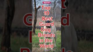 Top 10 Best Guard Dog Breeds in the world dogs shorts viral [upl. by Atnod]