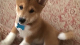 Shiba Inu Puppy Playing  10 Weeks [upl. by Louisa810]