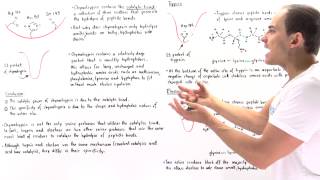 Specificity of Serine Proteases Chymotrypsin Trypsin and Elastase [upl. by Griffith]