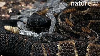 Newly born Timber rattlesnake approaches adult females Pennsylvania USA [upl. by Aloisia]