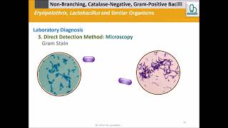 Erysipelothrix rhusiopathiae and Lactobacillus Gram Bacilli Catalase [upl. by Oralle]