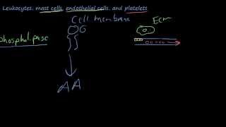 25  The chemicals of inflammation  Arachidonic AcidProstaglandinsLeukotrienesLipoxins [upl. by Yneffit]