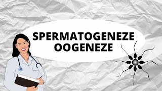 GAMETOGENEZE  Spermatogeneze oogeneze [upl. by Dermot613]