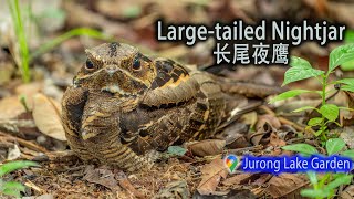 Largetailed Nightjar  Jurong Lake Gardens [upl. by Osbert]