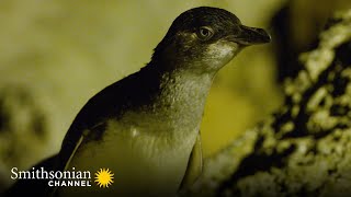 Two ‘Little Blue’ Penguins Evade a Lurking Predator 🐧 A Tale of Two Penguins  Smithsonian Channel [upl. by Leler698]