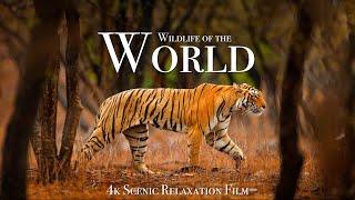 Wildlife of the World 4K  Scenic Animal Film With Inspiring Music [upl. by Georgia]