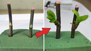 Tips to propagate orchids super fast use Floral Foam Green [upl. by Aneeram]