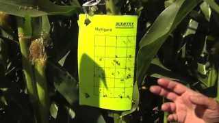 Scouting for Adult Corn Rootworm in Field Corn [upl. by Sadnac]