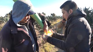 Producción de la bebida de los Dioses el PULQUE con planta de MAGUEY el árbol de las maravillas [upl. by Kiri924]