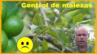 Control de las malezas en el cultivo del limón [upl. by Isabel]