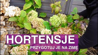 Kiedy okrywać hortensje na zimę Hortensja przycinanie jesienią Hortensja ogrodowa i bukietowa [upl. by Schlosser]