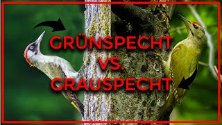 Grauspecht und Grünspecht sicher und einfach unterscheiden  Der Vergleich [upl. by Haldes]