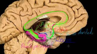 Lóbulo límbico pt1 [upl. by Atteniuq]