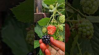 Blackberrys in my garden blackberry mygarden harvesting shortvideo ytshorts gardening fruit [upl. by Acirem]