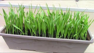 Faire pousser de lherbe à chat  Growing cat grass [upl. by Plantagenet]