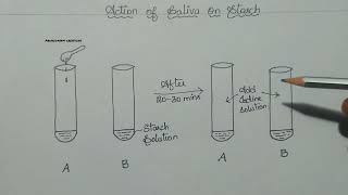 Action of saliva on starch explained in English and Telugu cbseclass10biology lifeprocesses [upl. by Banky]