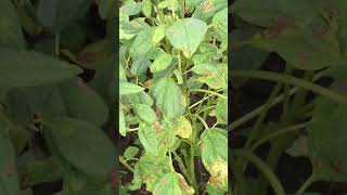 Treat cercospora leaf spot of chilli मिर्च organically [upl. by Ydroj]