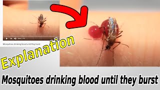 Mosquitoes drinking blood until they burst  EXPLANATION [upl. by Korwun]